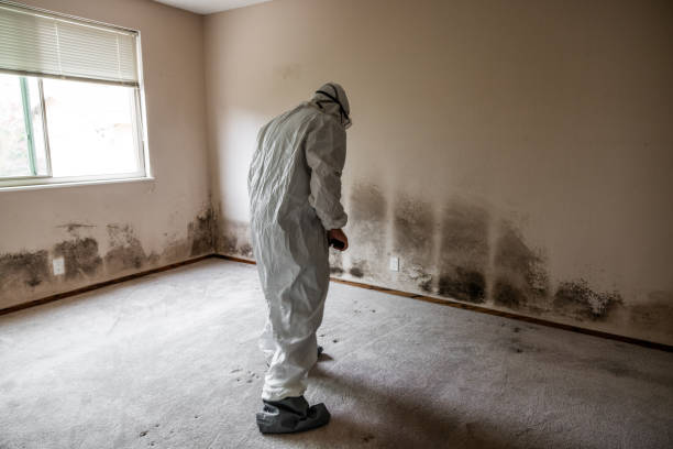 Best Residential Mold Removal  in Orland Park, IL