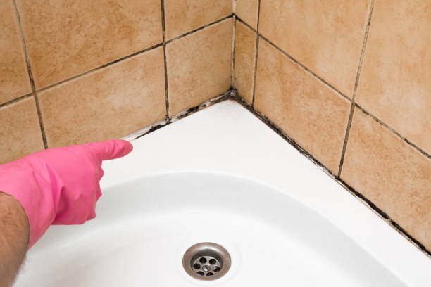 Best Same-Day Mold Removal  in Orland Park, IL