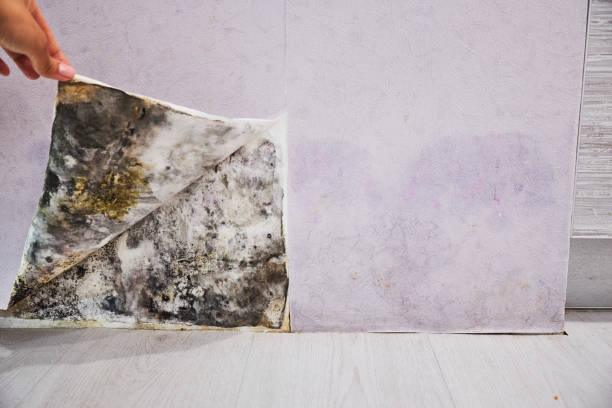 Reliable Orland Park, IL Mold Removal Solutions